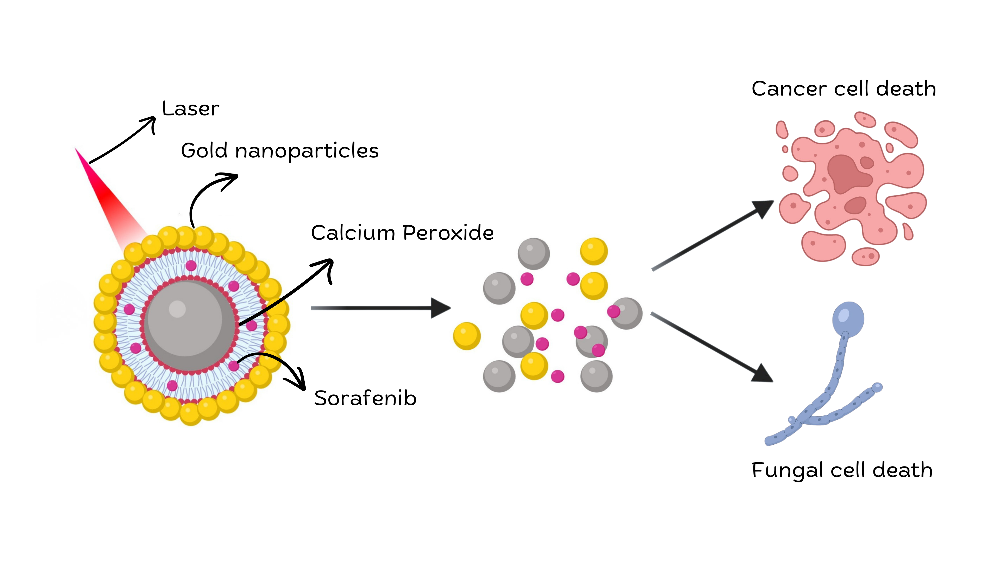 Researchers from IIT Hyderabad and CSIR-IICT have developed gold-coated nanoparticles capable of delivering multiple drugs for localised cancer treatment.