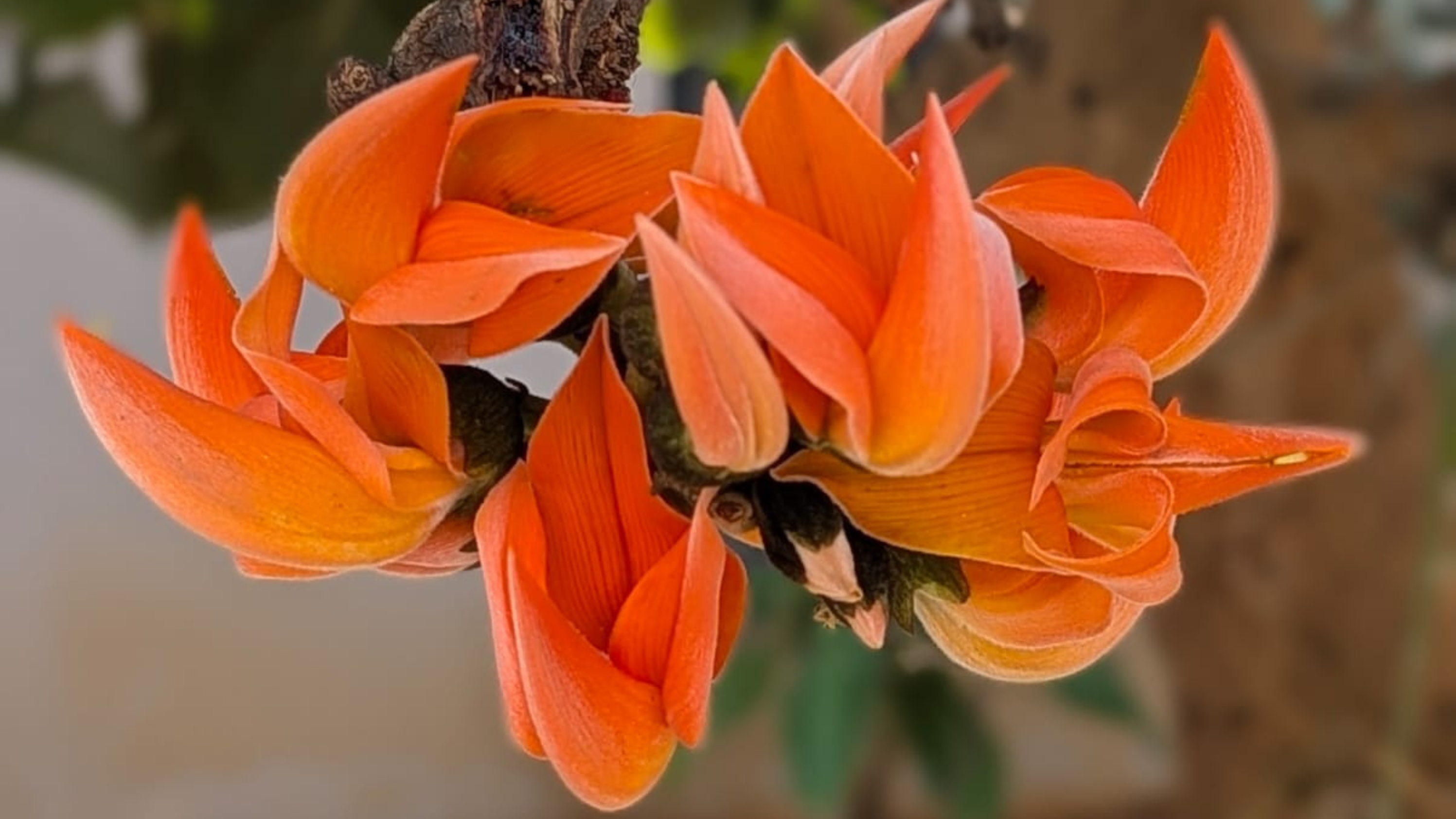 When spring is on fire