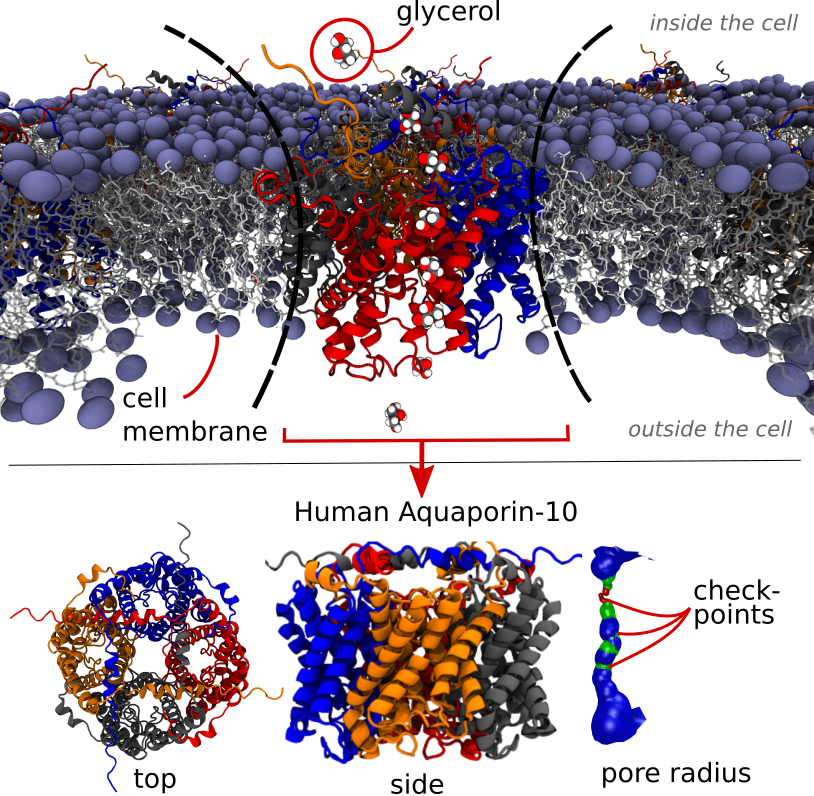 Recent research has uncovered how a nanoscale membrane protein transports water and glycerol between a cell and its environment. Using computational tools, researchers identified checkpoints that regulate this traffic, helping maintain osmotic balance and lipid metabolism. Image: Molecular Simulation Lab, IITH