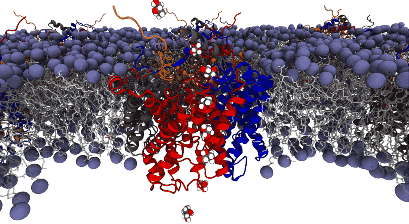 Zooming into a cell’s gatekeeper using a computational microscope