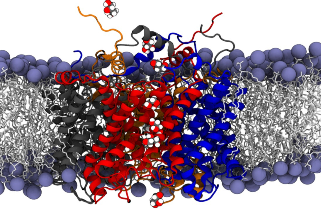 Watching molecules move along a cell’s gatekeeper